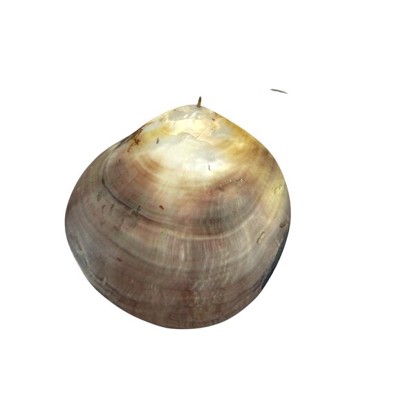 Natural Polished Mother Of Pearl Sea Shell Pendant Charm For Necklace Craft - Picture 6 of 6